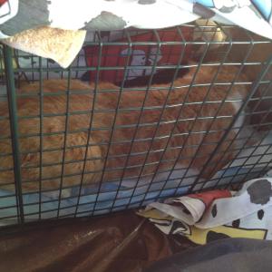 12045598_904673116267857_1505991487652738478_o