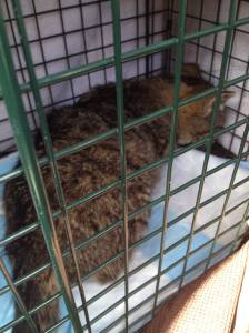 12823282_973222279412940_8468042522839855635_o