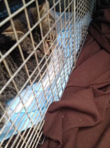 12890909_973222342746267_45563213738042575_o